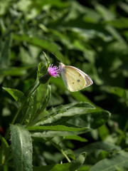 Butterfly on green plant, close up view