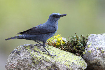 Blue rock thrush, male on the rocks