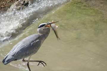 Great grey heron 