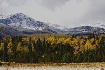 Aspens and Pines with snowy mountain background
