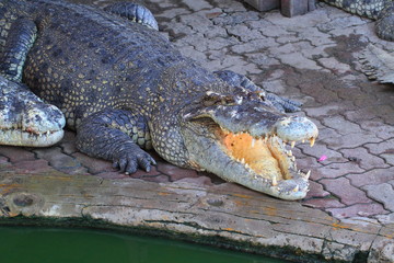 crocodile