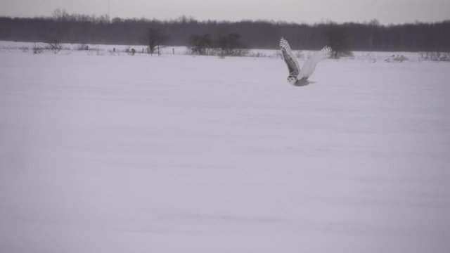 Snowy owl flies off to catch a mouse