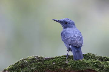 Blue rock thrush, male on the rocks