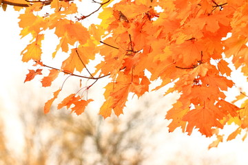 Fototapeta na wymiar Golden autumn leaves on tree