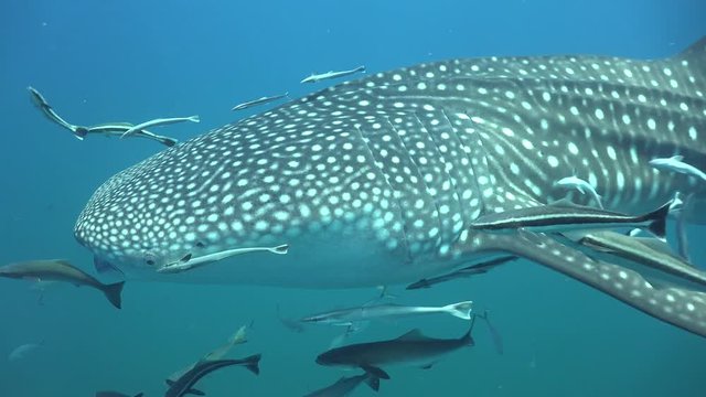 Whale shark (Rhincodon typus) 