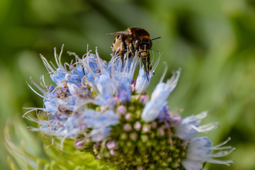 Banded bee collecting pollen from echium flower in bloom in Porto Santo, Portugal