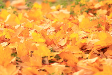 Golden leaves on ground