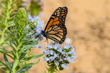 Monarch butterfly collecting pollen from echium flower in Porto Santo Island