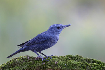Blue rock thrush, male on the rocks