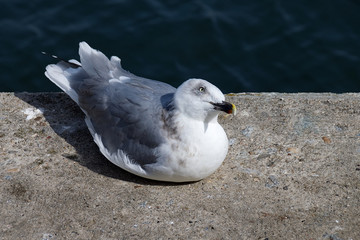 Seagull resting on concrete side looking up at the camera with head tilted to one side