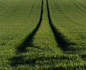 Lanyard of grass