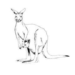jumping kangaroo drawn in ink by hand in full growth on a white background
