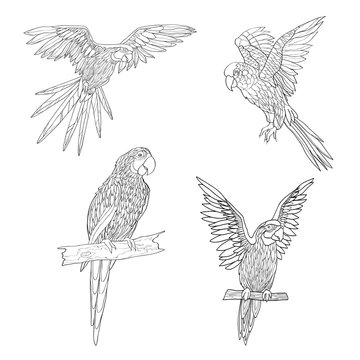 Vector illustration. Seth from parrots in different angles. Black line.