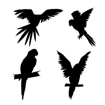 Vector illustration. Seth from parrots in different angles. Black silhouette.