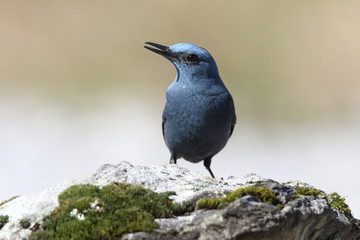Blue rock thrush, male on the rocks