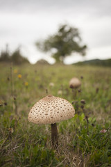 Big parasol mushroom on the grass in cloudy weather with basket full of them.