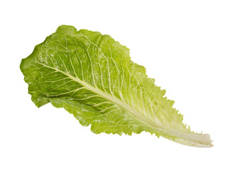 One light green salad in full size on white background.