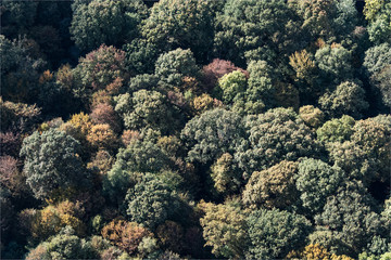Naklejka na ściany i meble Vue aérienne de la forêt de Rambouillet dans les Yvelines à l'ouest de Paris