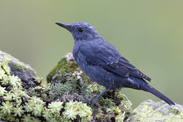 Blue rock thrush, male on the rocks