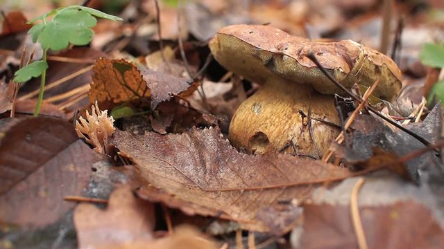 Panorama. Autumn season. The fungus grows in the forest among the fallen leaves.