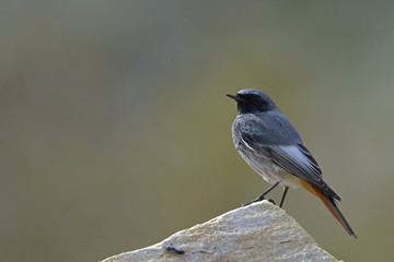 Black Redstart (Phoenicurus ochruros), Crete