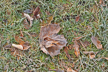 First autumn frosts
