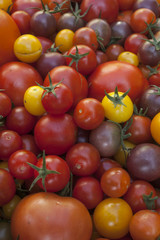different types of home grown tomatoes harvest from greenhouse in one background, view from above