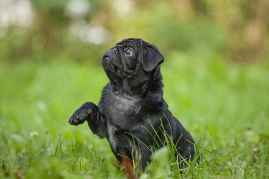 cute little happy black puppy pug in park on grass training