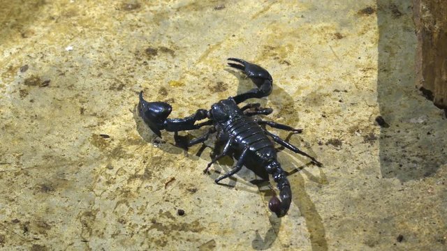 Solitary Emperor Scorpion in Captivity. FullHD video 1080p