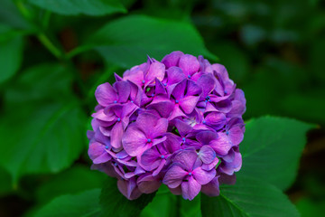 Blooming hortensia bush with beautiful purple flower and green leaves. Hydrangea macrophilla. 