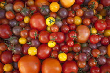 different types of home grown tomatoes harvest from greenhouse in one background, view from above