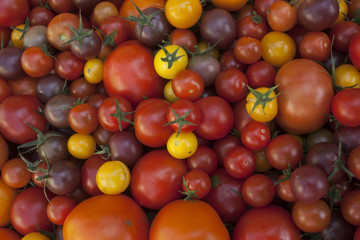 different types of home grown tomatoes harvest from greenhouse in one background, view from above - obrazy, fototapety, plakaty