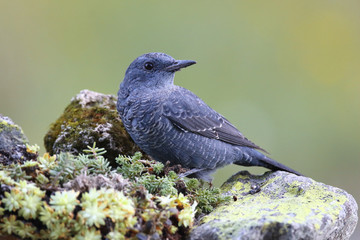 Blue rock thrush, male on the rocks