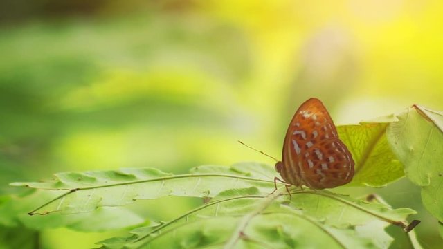 Little Tropical Butterfly on a Leaf in the Jungle