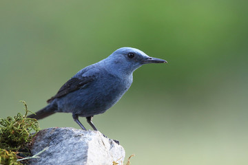 Obraz premium Blue rock thrush, male on the rocks