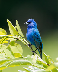 Indigo Bunting