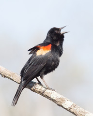 Red-winged Blackbird