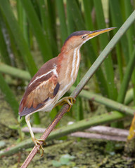 Least Bittern