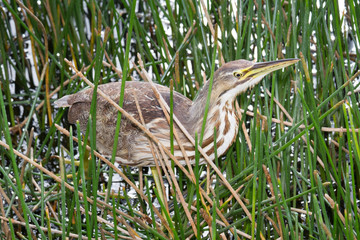 American Bittern
