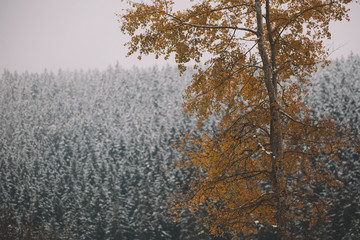 Amazing moody autumn.