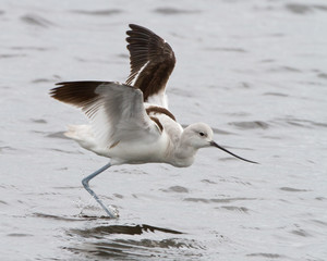American Avocet