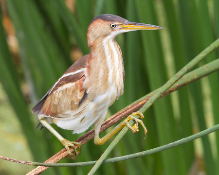 Least Bittern