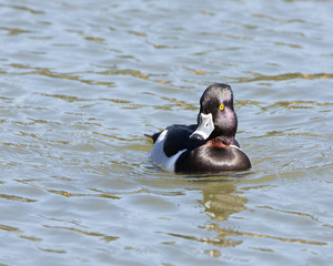 Ring-necked Duck