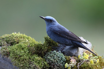 Obraz premium Blue rock thrush, male on the rocks