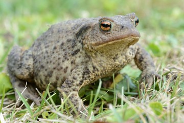 Ropucha © Arkadiusz