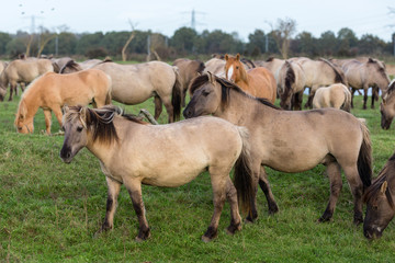 Fototapeta na wymiar Dutch National Park Oostvaardersplassen with herd of Konik horses. In this new wilderness lives about 1000 wild horses.