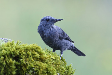 Blue rock thrush, male on the rocks