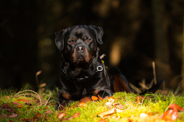 Herbst