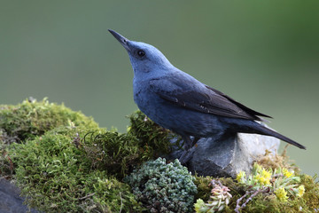 Blue rock thrush, male on the rocks