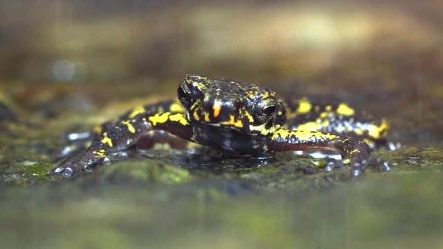 Little Tropical Frog in the Rain in Thailand. FullHD video 1080p